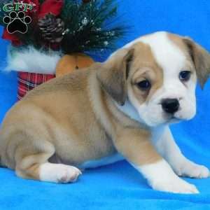 Buster, Miniature Bulldog Puppy